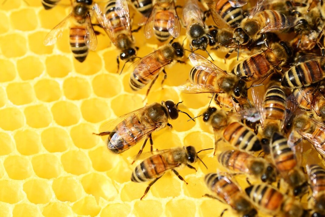 Pszczoły na wyginięciu