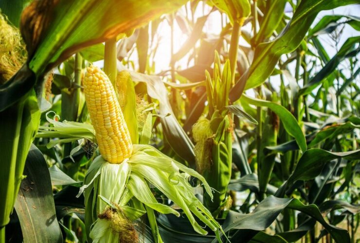 uprawa kukurydzy