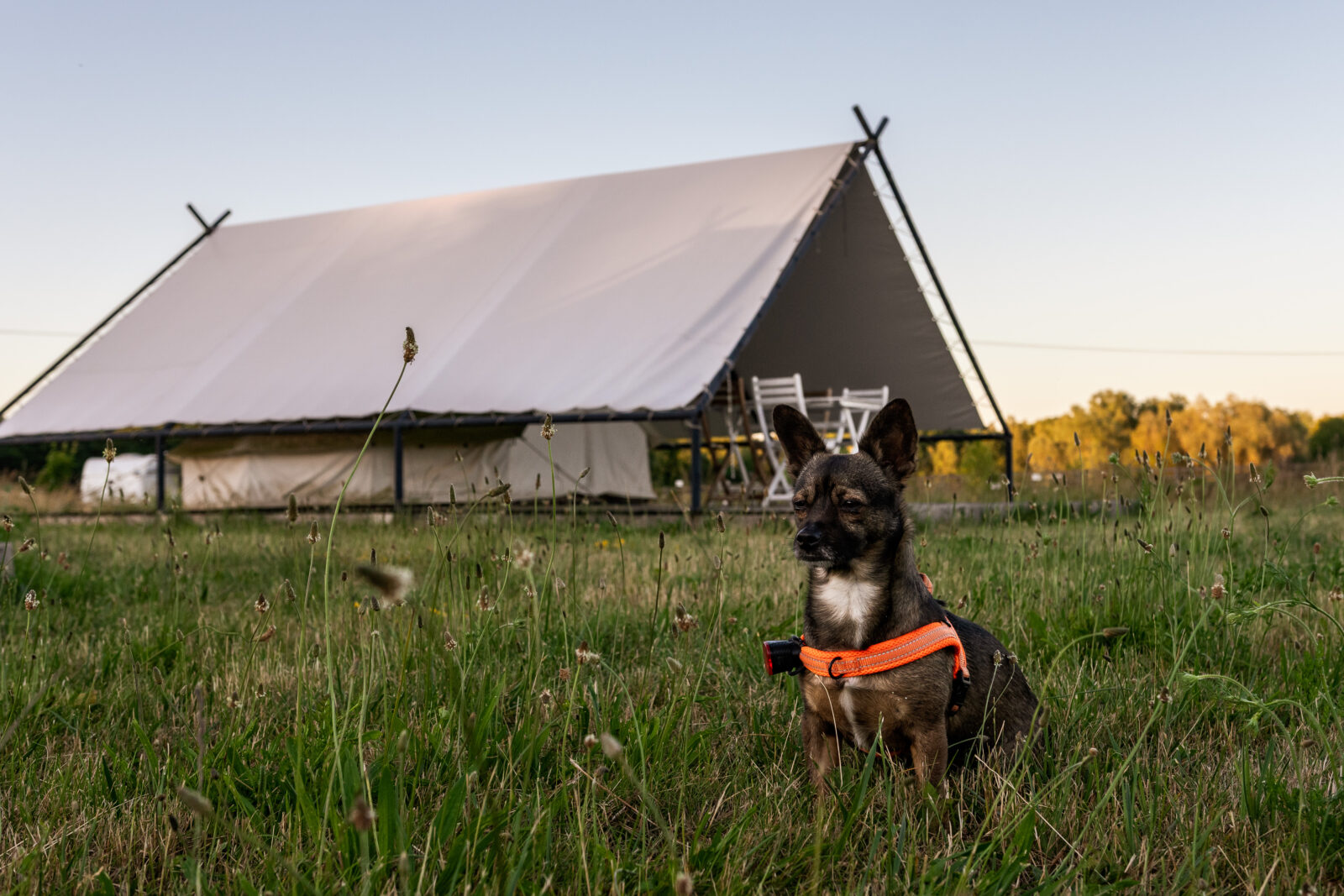 weekend-ktory-zmienia-relacje-z-psem-pierwsza-edycja-psiej-akademii
