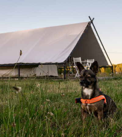 weekend-ktory-zmienia-relacje-z-psem-pierwsza-edycja-psiej-akademii