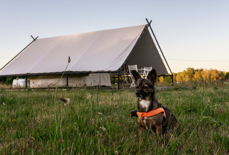 weekend-ktory-zmienia-relacje-z-psem-pierwsza-edycja-psiej-akademii